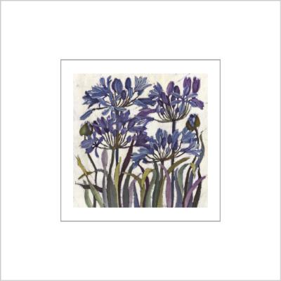 No.542 Agapanthus - signed Small Print.